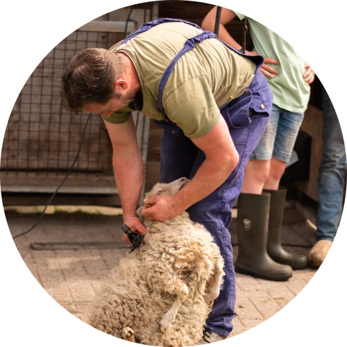 Schapenscheren bij Speelpark de Flierefluiter tijdens het event Lammetjesdagen